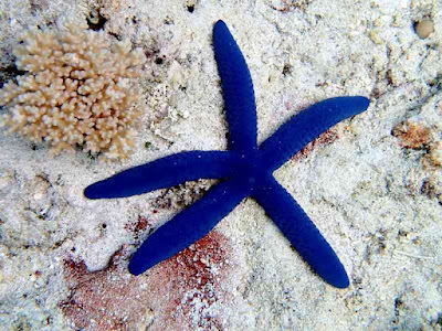 Linckia laevigata Starfish