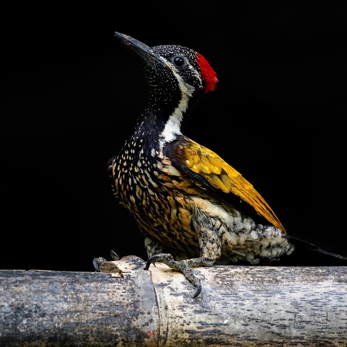 Lesser Golden-backed Woodpecker Thattekkad