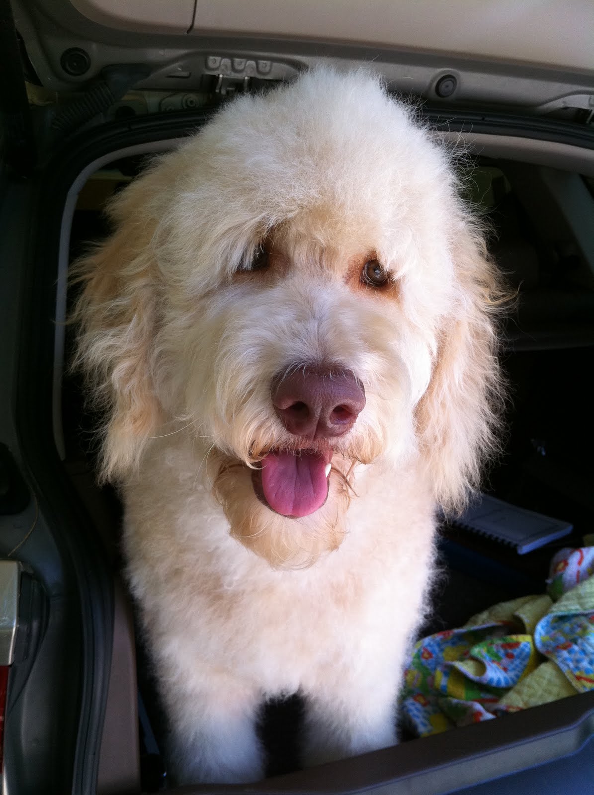 The Adventures of Briar & Basil