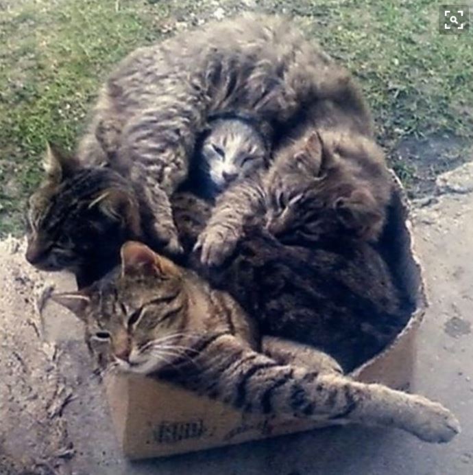 Aujourd'hui, je "tchatte" sur les Chats #carton #cardboard - 30 carton et chat 29