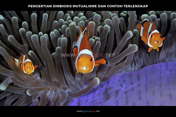 Pengertian Simbiosis Mutualisme Dan Contoh Simbiosis Mutualisme