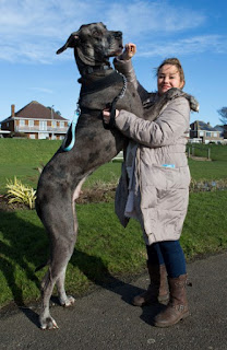 Tallest Dog 2023 to see