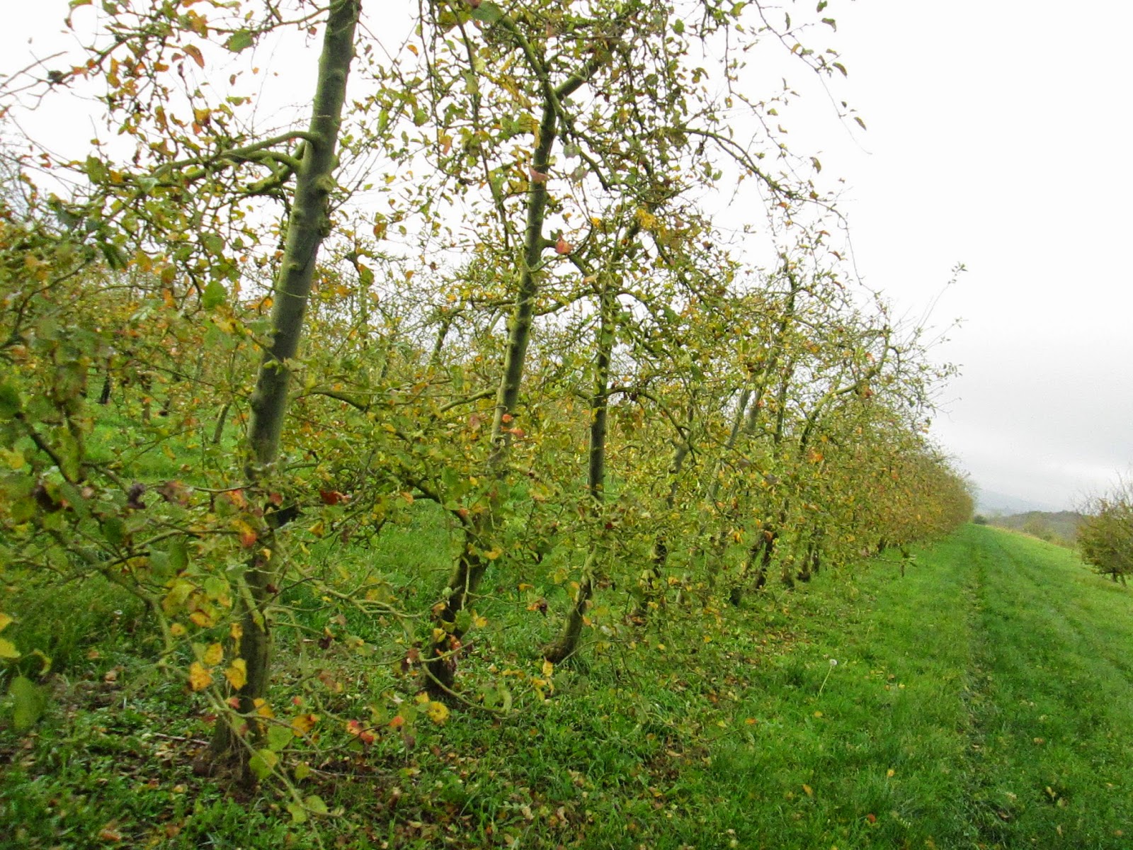 Verger bio de Louâtre Le verger en images