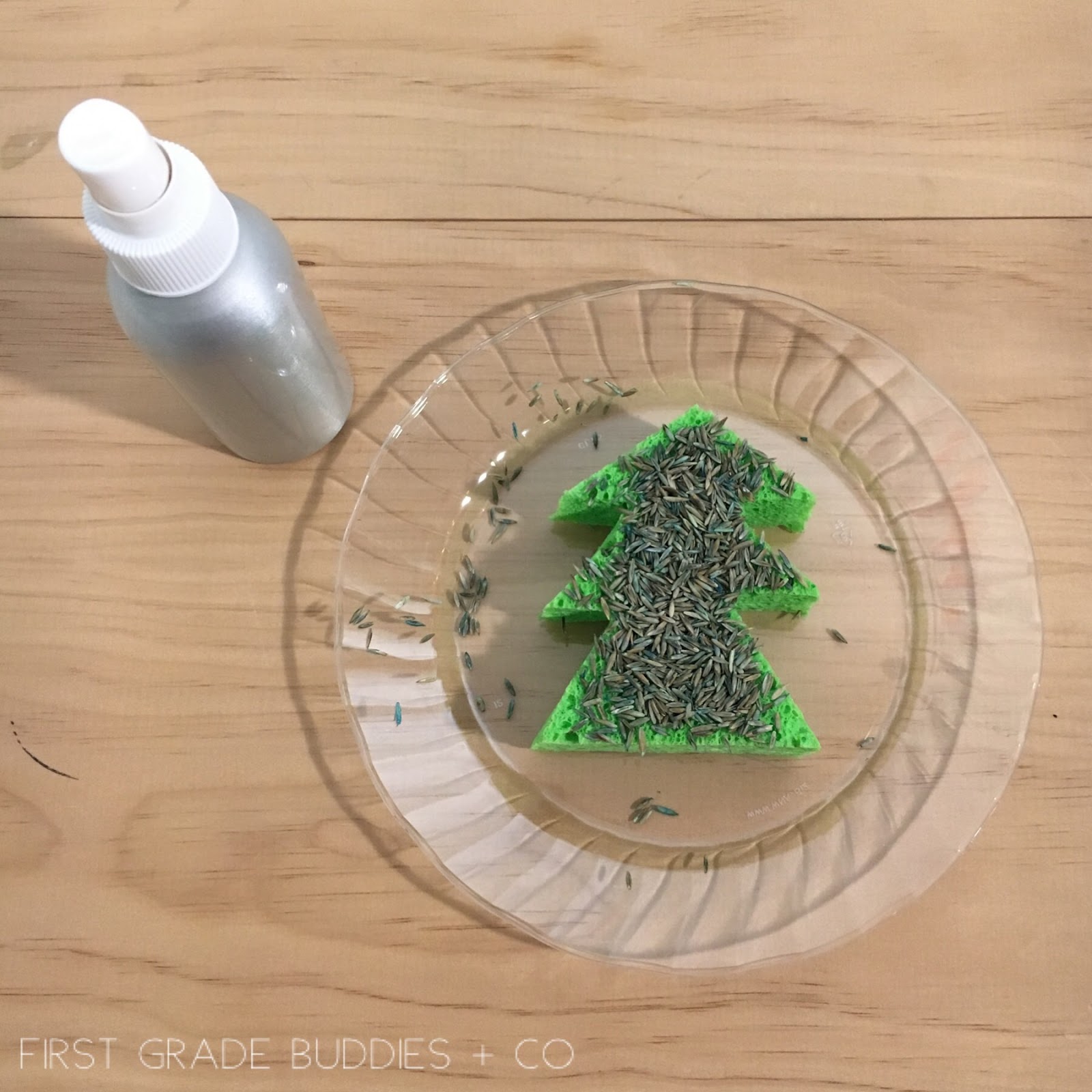 Simple Science Grow a Christmas Tree First Grade Buddies