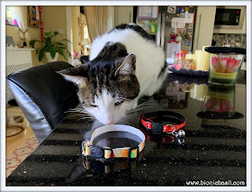 WHAT'S IN THE BOX Cute Cat Collars and Grooming Glove from Zacal @BionicBasil®