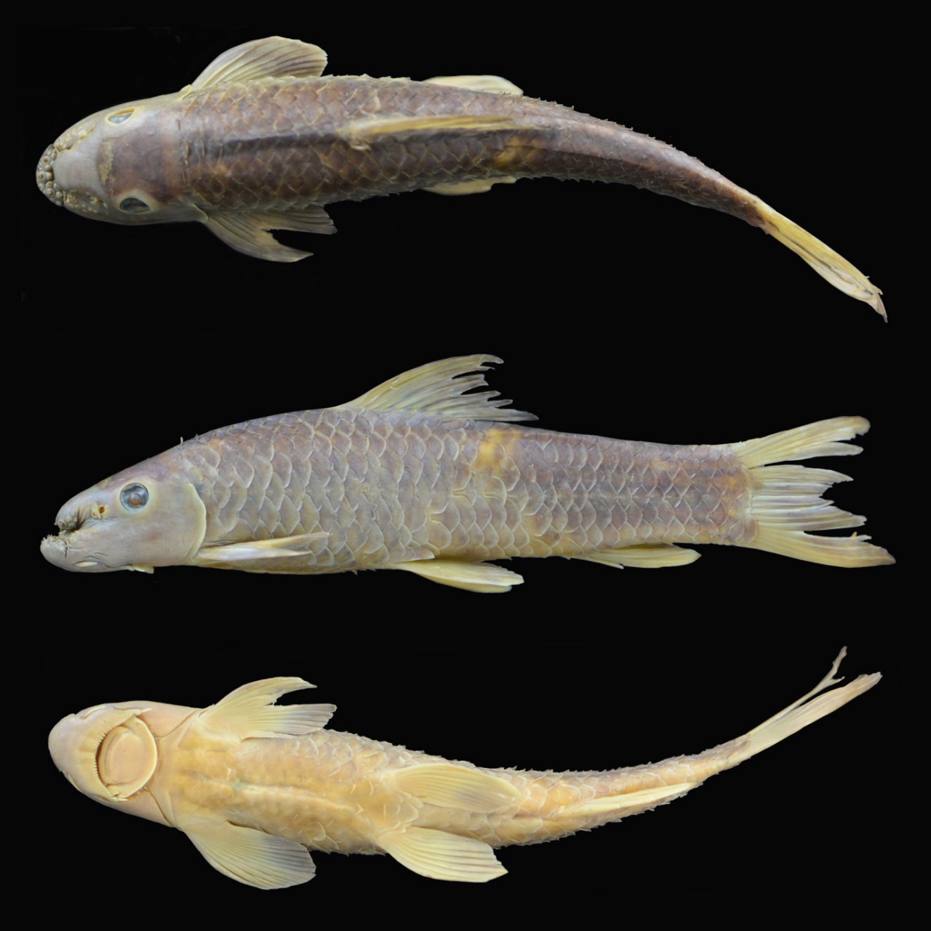 Species New to Science [Ichthyology • 2021] Garra jaldhakaensis • A