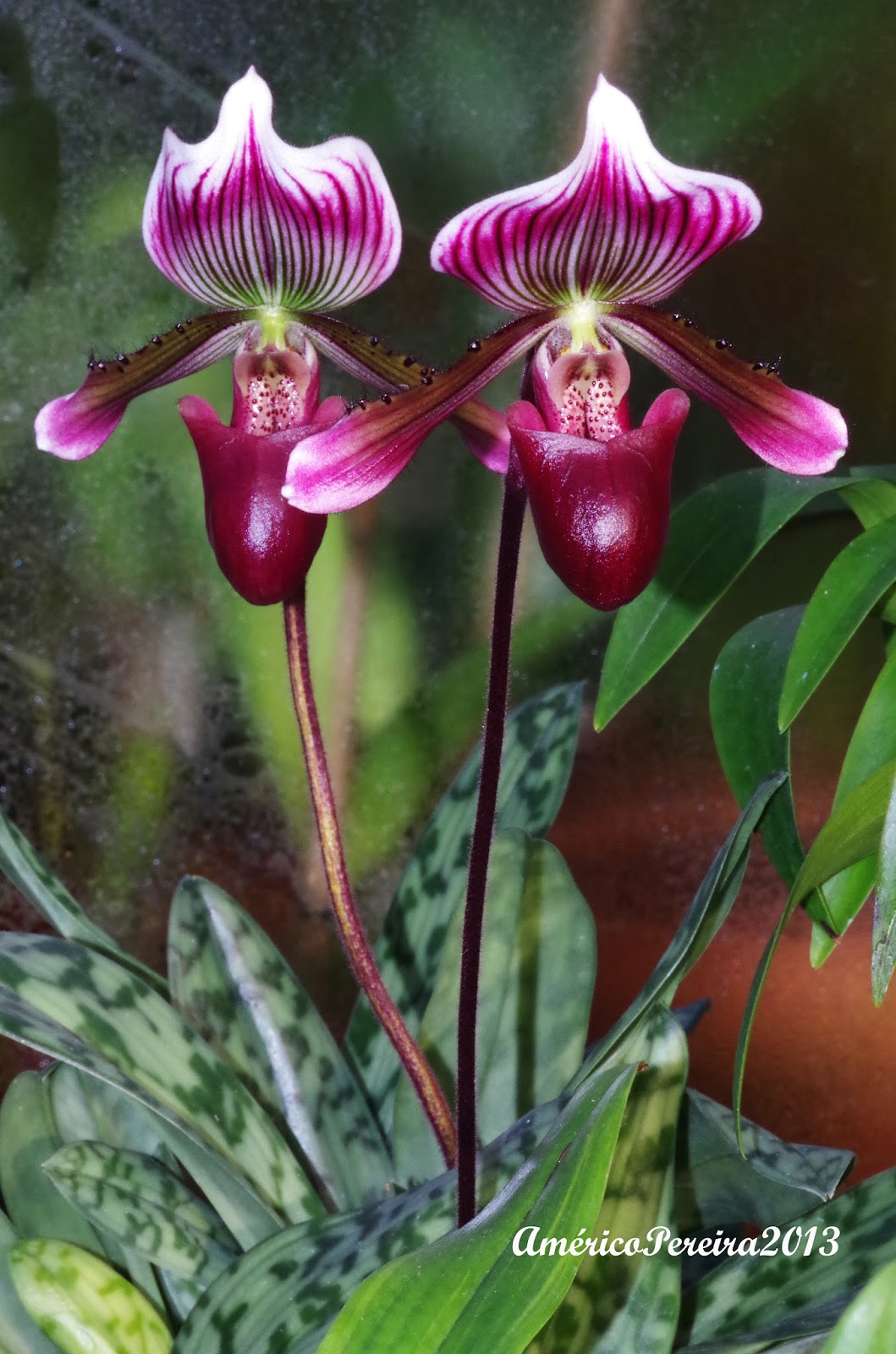 Orquídeas soltas: Paphiopedilum barbatum x callosum 'Jac'