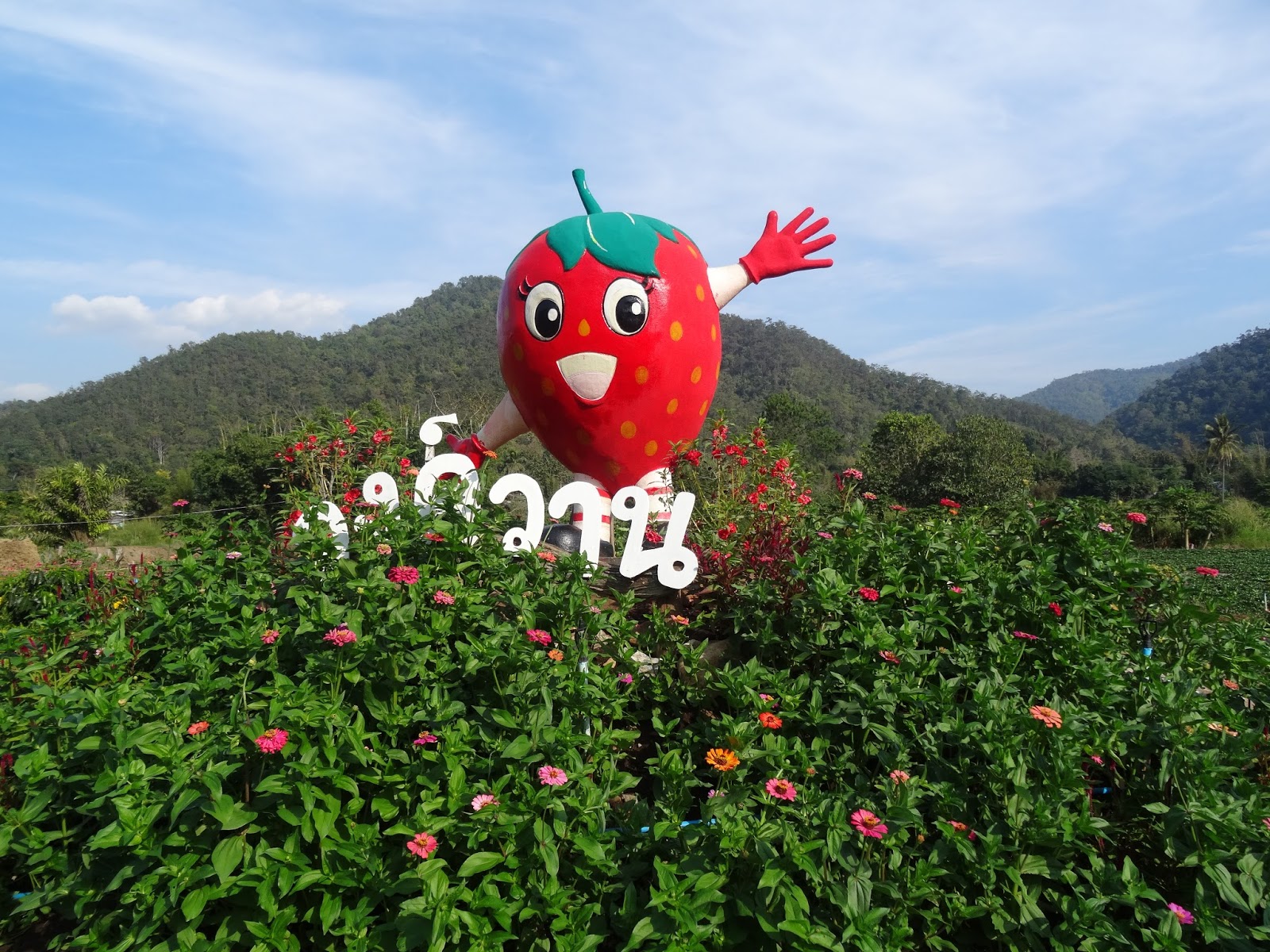 Chiang mai Places and Attractions Biggest Strawberry Farm In Chiang Mai, Thailand