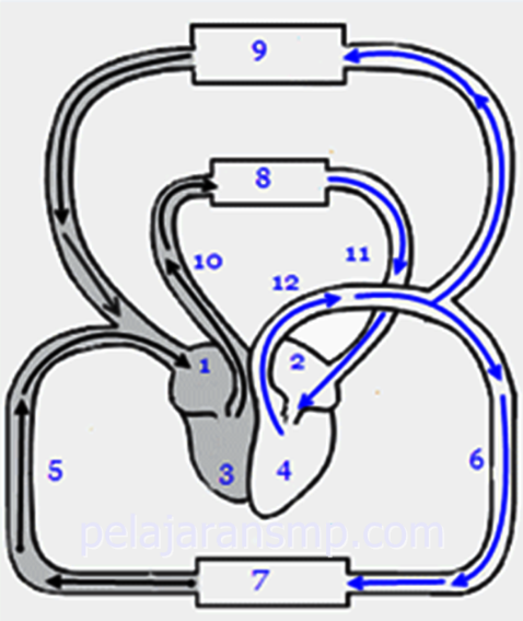 Ulangan Materi Sistem Peredaran Darah Pada Manusia, Plasma Darah, Sel
