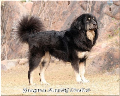 himalayan dog breeds