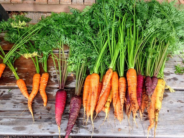 Carrot: Nutrition and Health Benefits     
