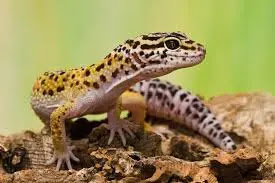 Tips Lengkap Gecko : Cara Memelihara Hingga Merawatnya Tips Lengkap Gecko : Cara Memelihara Hingga Merawatnya