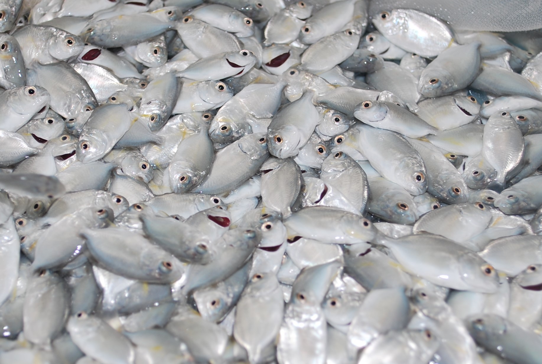 Teknik Pembenihan Dan Pembesaran Ikan Bawal Bintang Budi Laksono