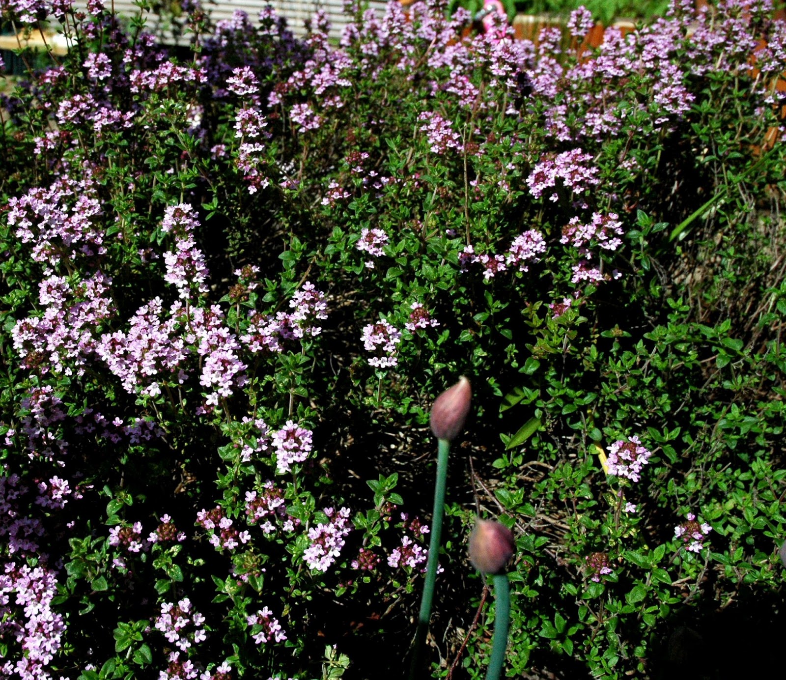 Chrissie Crafts An edible garden