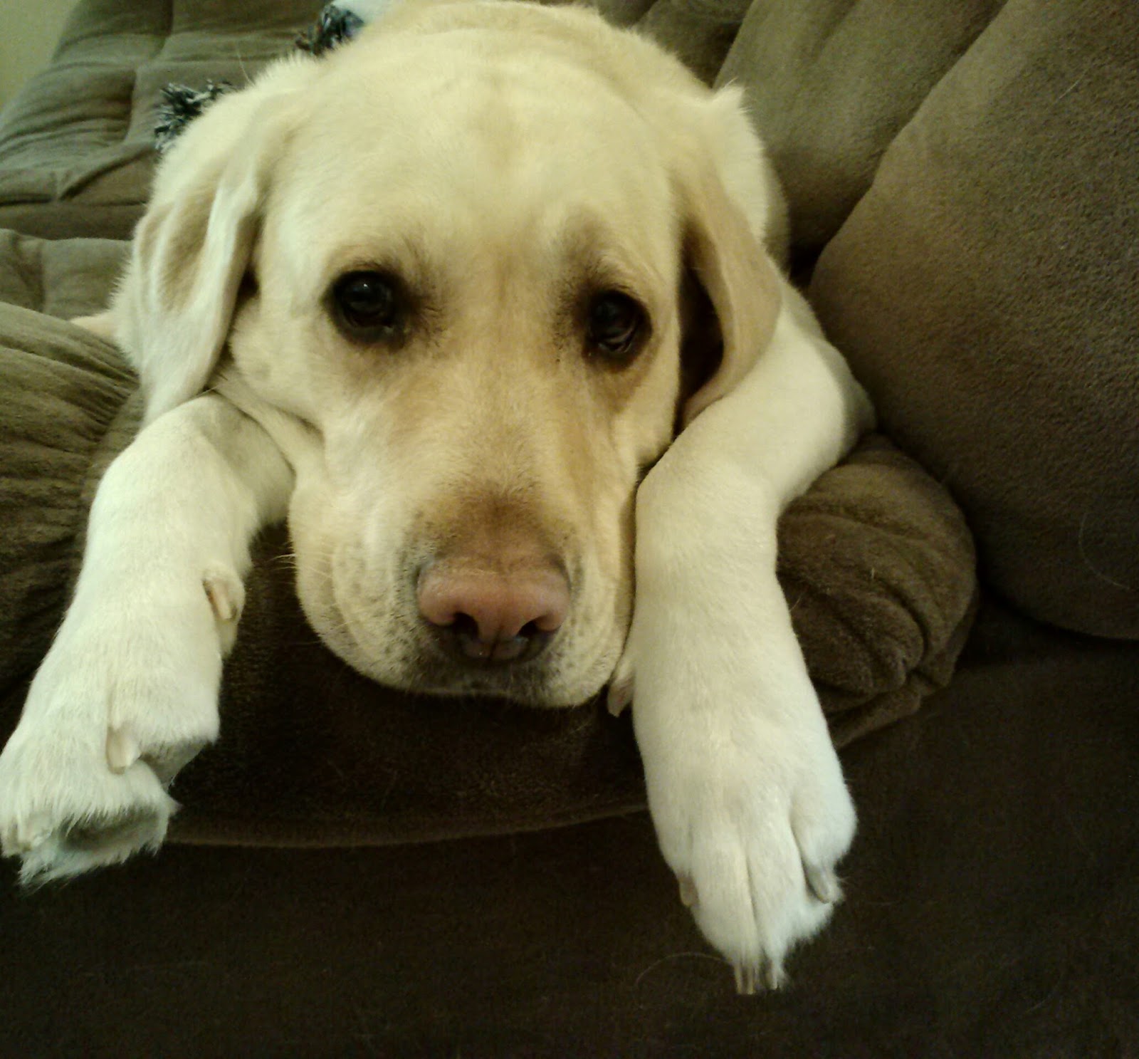 International Christian Fiction Writers: Sibling Rivalry & Perception