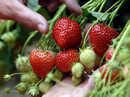 Hufrehe Blog Erdbeerzeit Denn Auch Pferde Naschen Gern Leckeres Obst