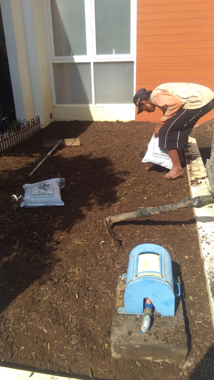 Rumput taman rumput jepang cocok untuk taman minimalis tahun 2021