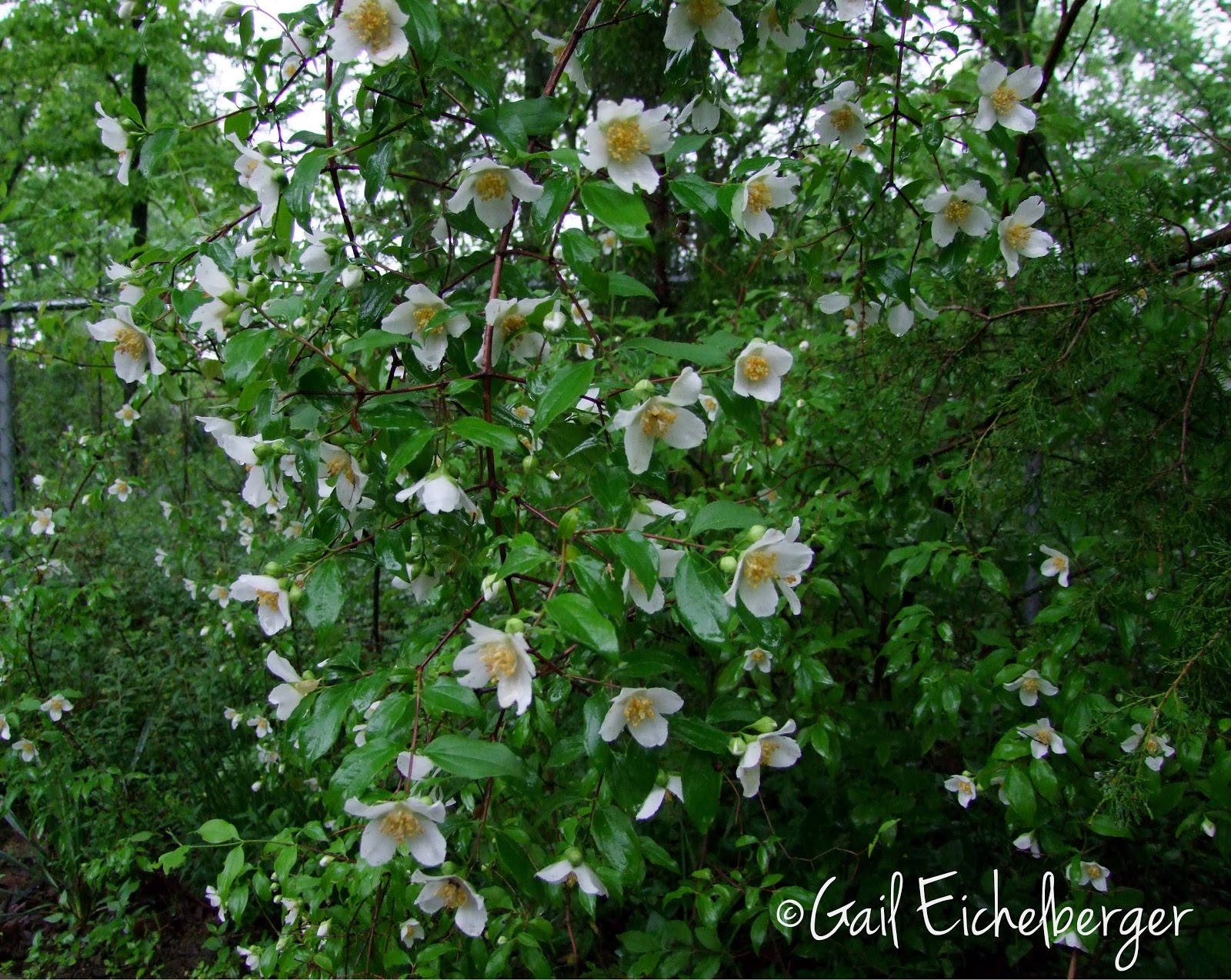 These Sweet Smelling Winter Shrubs Chase Away The January Blues