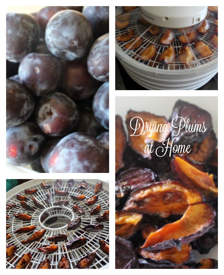 Snappily Ever After Drying Plums at Home
