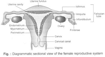 www.cbsencertsolution.com - diagram of female reproductive system