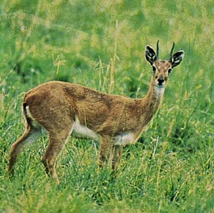 Oribi antelope