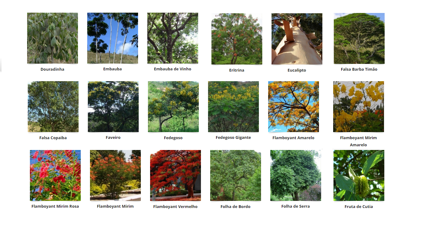 Elson Plantas Árvores