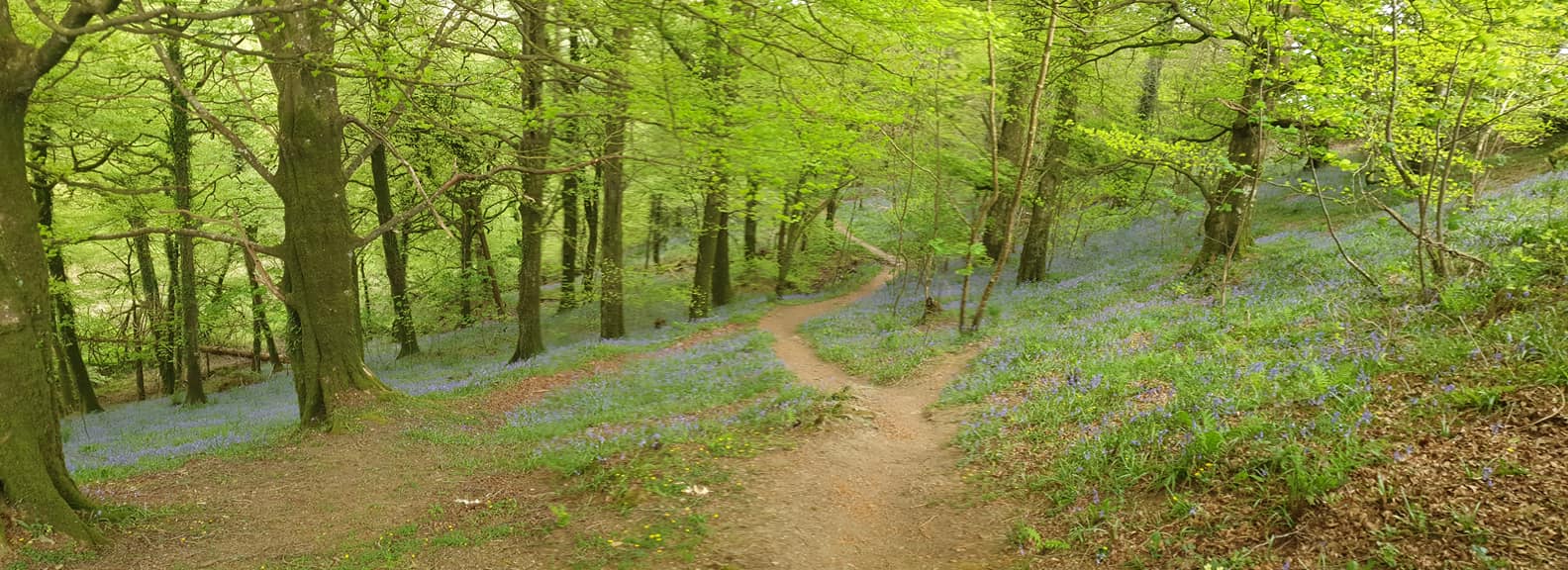 Bluebell woods at Camelford, Cornwall