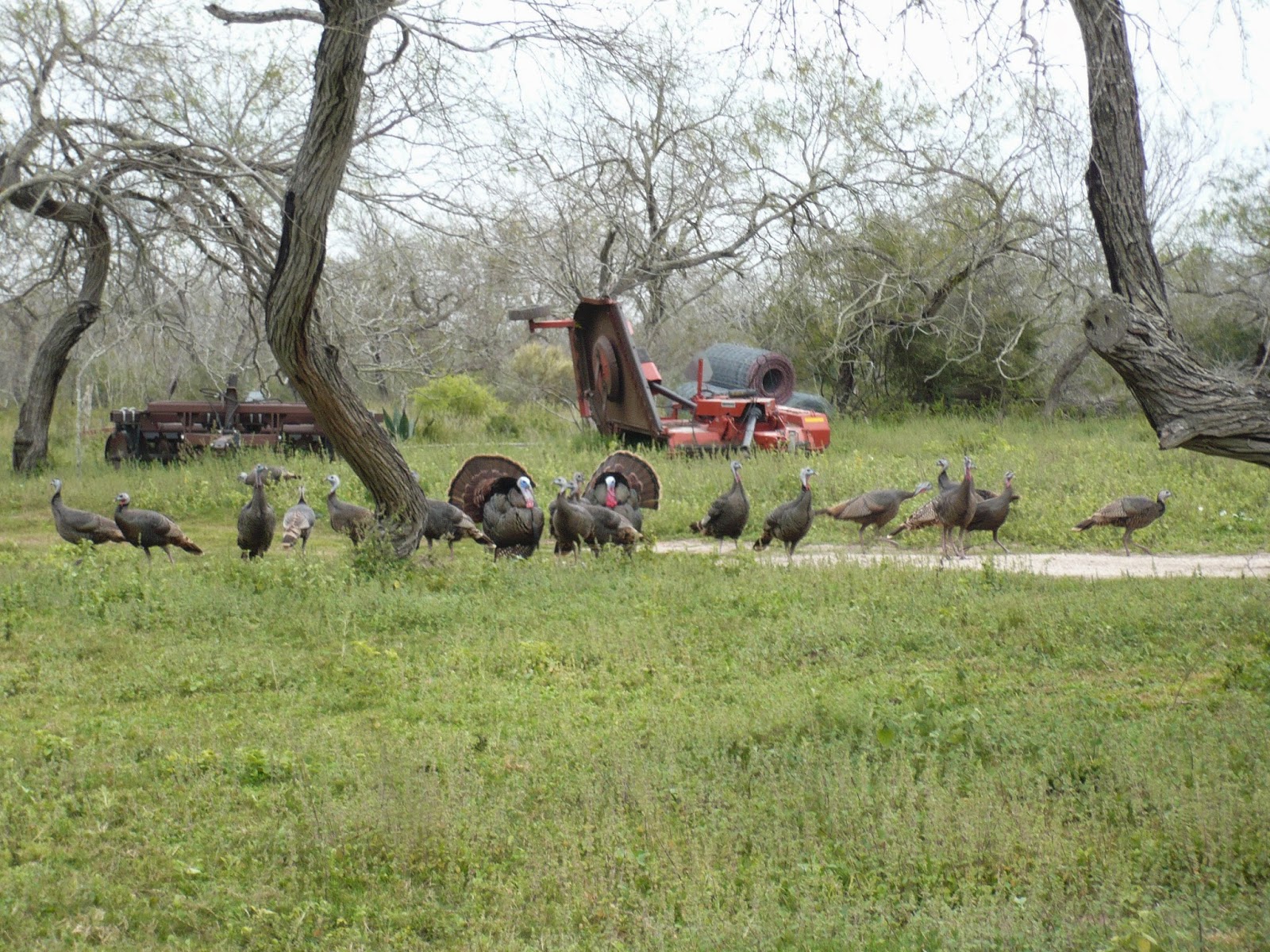 Rambling Mistress of Science El Sauz Ranch
