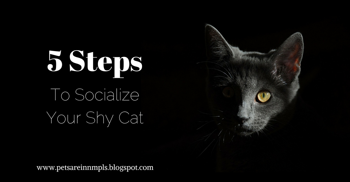 Tips to Socialize a Shy Cat