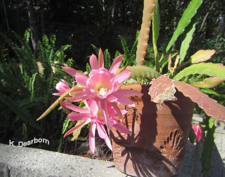The Earth Minute: Discovering Epiphyllums - Blooming Tropical Cactus