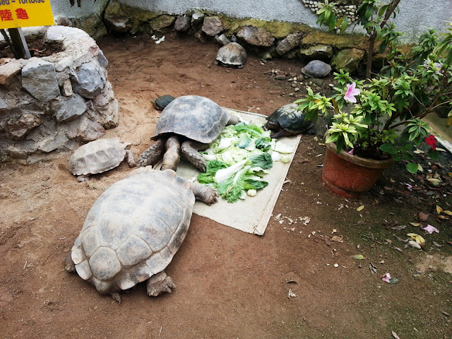 Kepompong RamaRama chesakinah Rama Rama Aktiviti