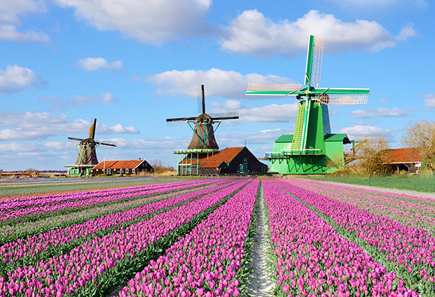 Tranh Cánh Đồng Hoa Tulip Hà Lan Đẹp và Cối Xoay Gió
