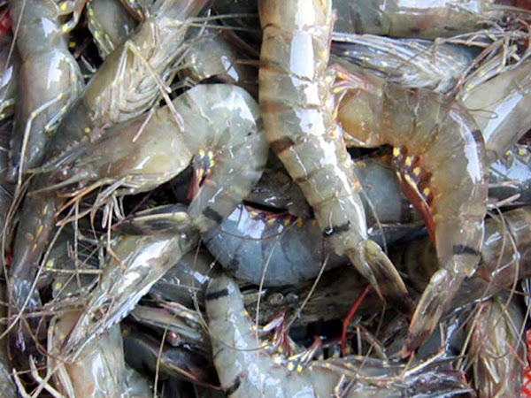 shrimp, shrimp farming, saltwater fish, fish farming, fish farming in bd, fish farming business, commercial fish production, commercial fish farming, commercial fish farming business