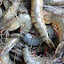 Giant Tiger Prawn