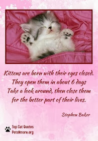  animal, dog, cat, pet, animal, inspiring quotes for animal lovers, petsnmore.org, kittens