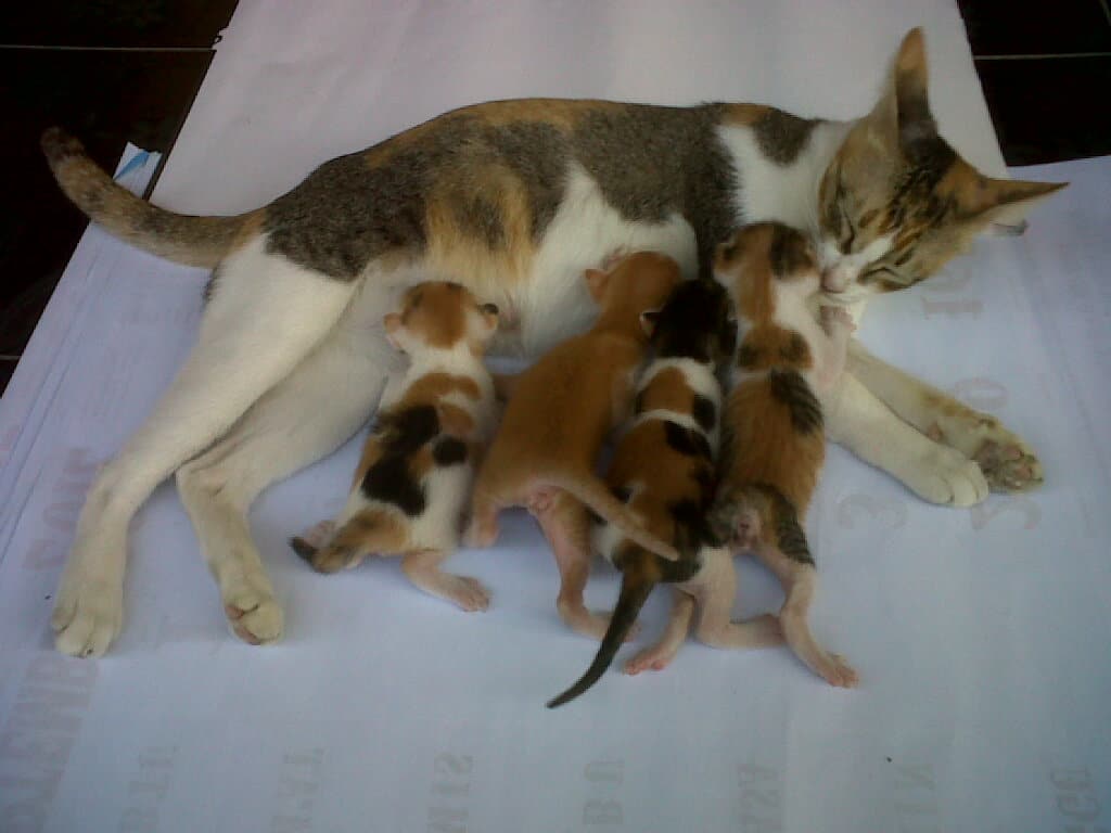 Mitos atau Fakta, Kucing Jantan Belang Tiga Akan Dimakan Induknya