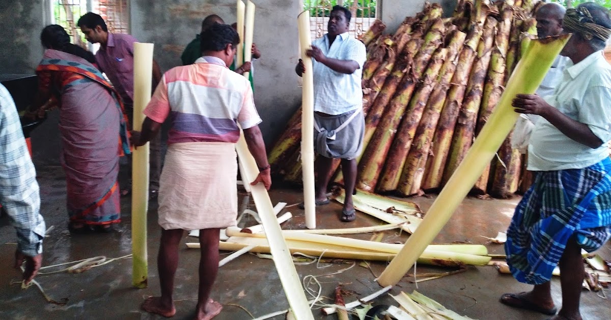 Eco Green Unit Banana fibre project in Theni District.