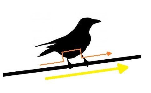 ▷ ¿Por qué los PÁJAROS se pueden parar sobre los CABLES de ALTA TENSIÓN?