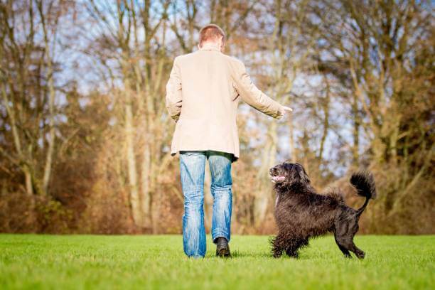 juegos mentales perros