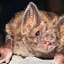 Vampire Bats - That Live Entirely on Blood.