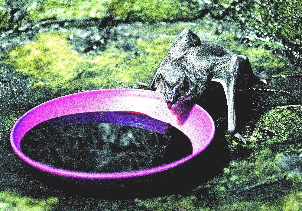 Vampire Bat - Do Vampire Bats Drink Human Blood