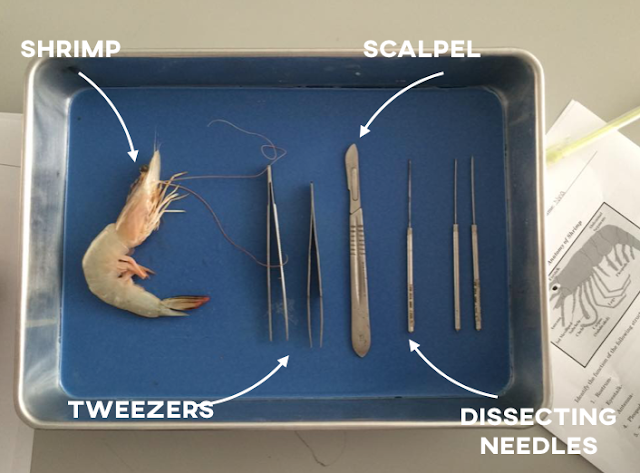 Anatomy of Shrimp | Mr. Gary's Science Class Kam