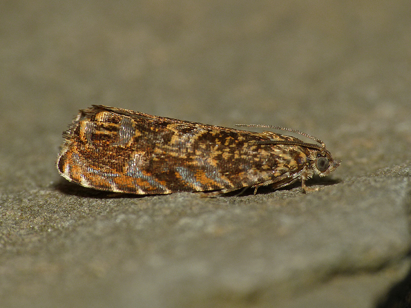 The Garden Moth Challenge Whetstone Leics. Garden Ticks