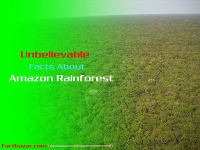 forest,sts,plants,facts about the amazon,amazon rainforest,amazon rainforest plants,the amazon rainforest,amazon rainforest facts,facts about amazon rainforest,facts,facts about the amazon rainforest,
