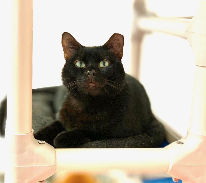 Why Do Some Cats Have Tipped Ears?