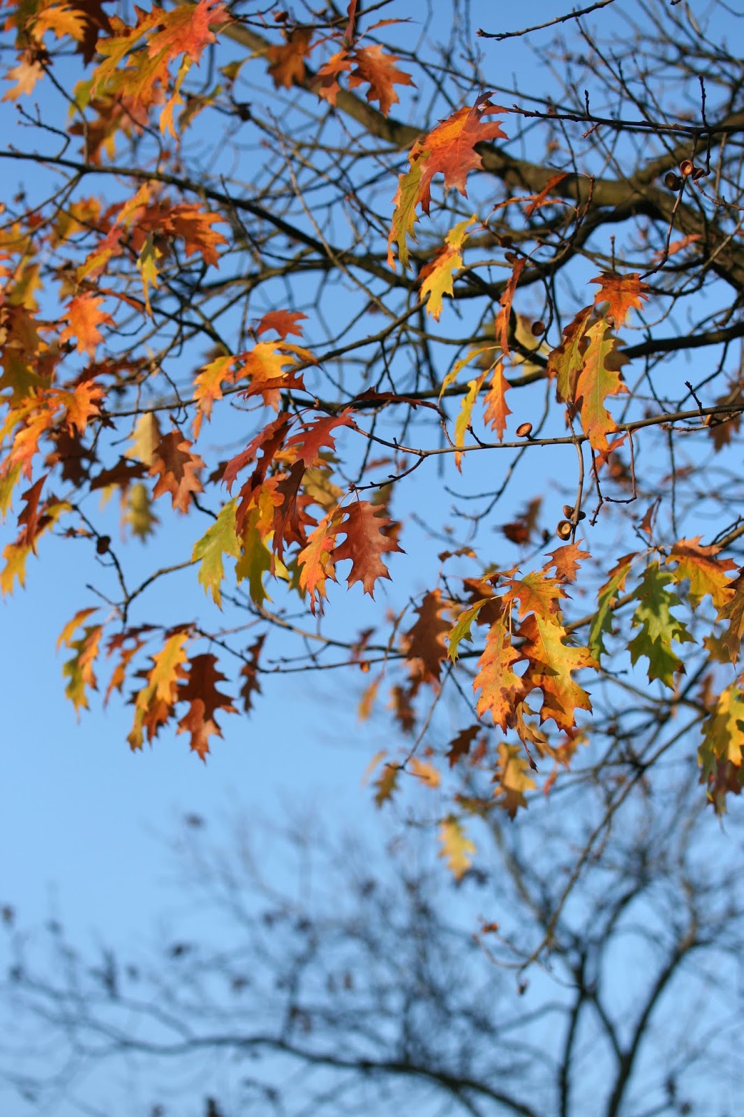 Rostock Sailing 2012