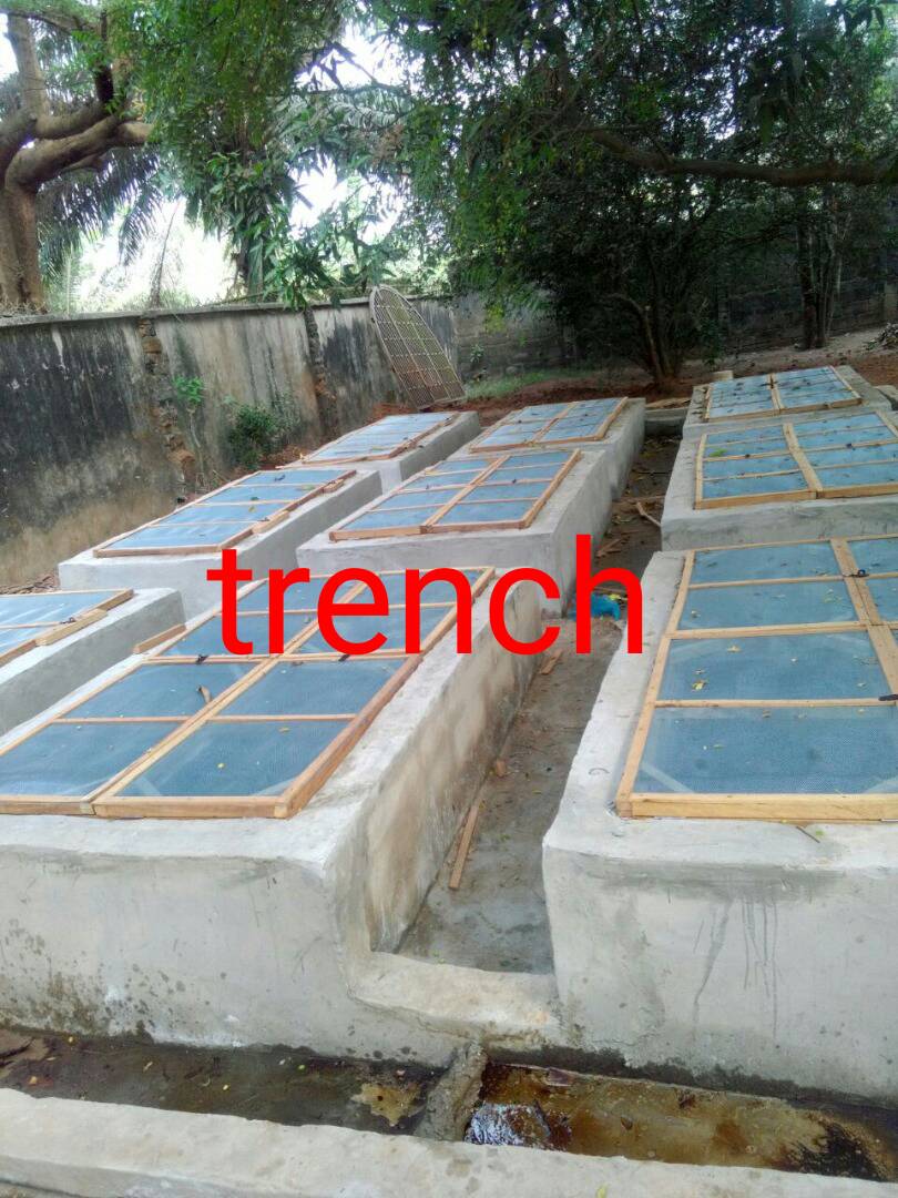 9 important factors you must consider before starting snail farm