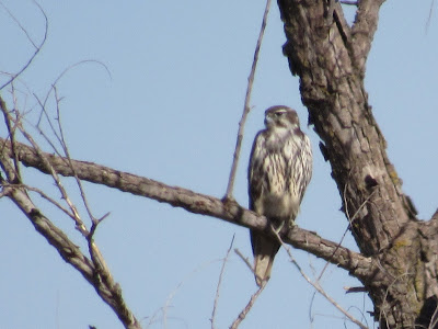 Prairie Falcon