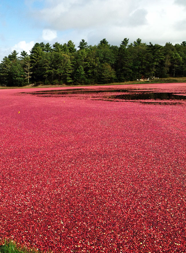 LaBelle's General Store Cape Cod Cranberry Harvest