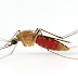 Pengertian Malaria | Cara Mencegah Gejala Malaria | Mengobati Sakit Malaria